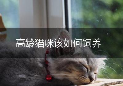 高龄猫咪该如何饲养