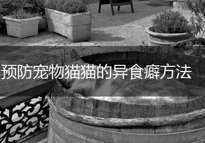 预防宠物猫猫的异食癖方法