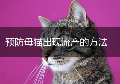 预防母猫出现流产的方法