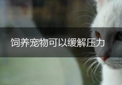 饲养宠物可以缓解压力