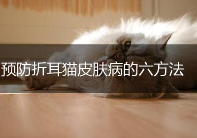 预防折耳猫皮肤病的六方法