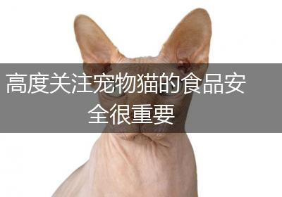 高度关注宠物猫的食品安全很重要