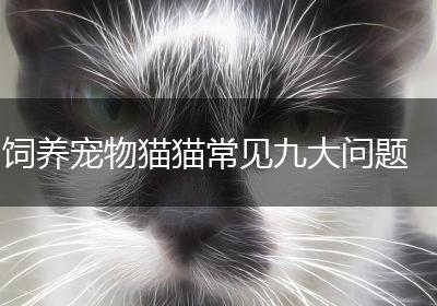 饲养宠物猫猫常见九大问题