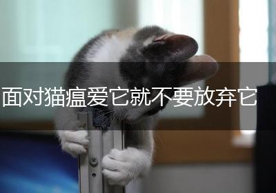 面对猫瘟爱它就不要放弃它