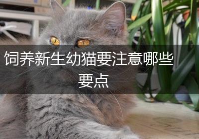 饲养新生幼猫要注意哪些要点