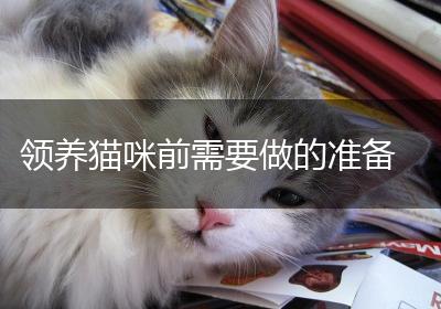 领养猫咪前需要做的准备