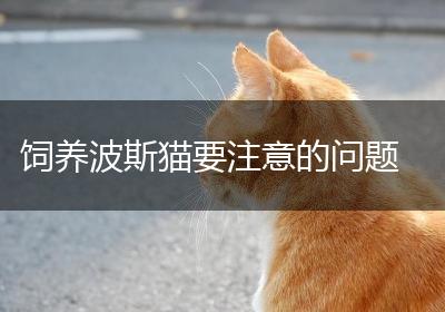 饲养波斯猫要注意的问题