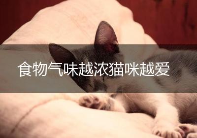食物气味越浓猫咪越爱