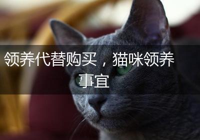 领养代替购买，猫咪领养事宜