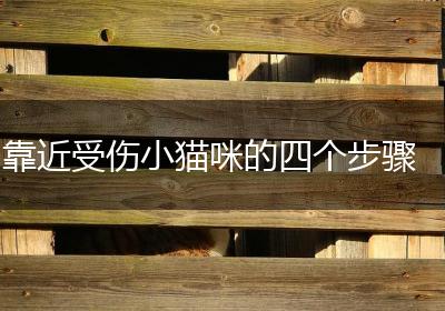 靠近受伤小猫咪的四个步骤