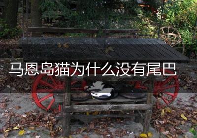 马恩岛猫为什么没有尾巴