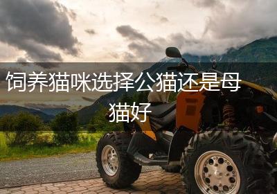 饲养猫咪选择公猫还是母猫好