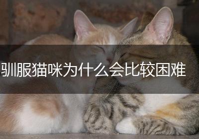 驯服猫咪为什么会比较困难