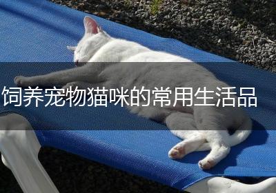 饲养宠物猫咪的常用生活品