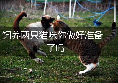 饲养两只猫咪你做好准备了吗