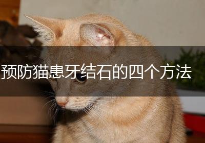 预防猫患牙结石的四个方法