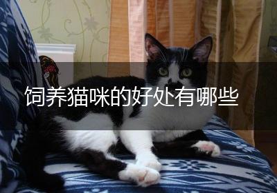 饲养猫咪的好处有哪些