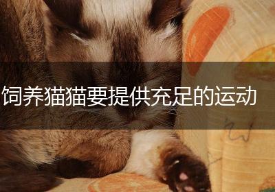 饲养猫猫要提供充足的运动