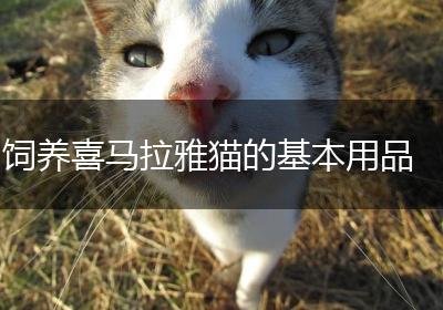 饲养喜马拉雅猫的基本用品