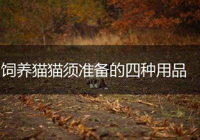 饲养猫猫须准备的四种用品
