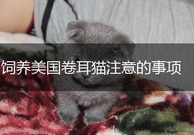 饲养美国卷耳猫注意的事项
