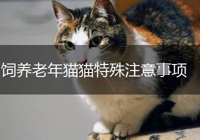 饲养老年猫猫特殊注意事项