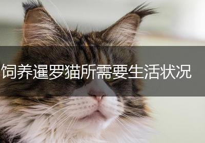 饲养暹罗猫所需要生活状况