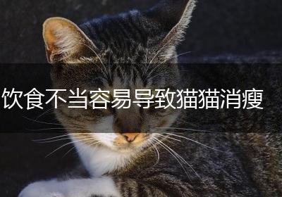 饮食不当容易导致猫猫消瘦