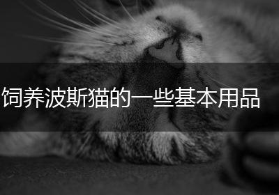 饲养波斯猫的一些基本用品