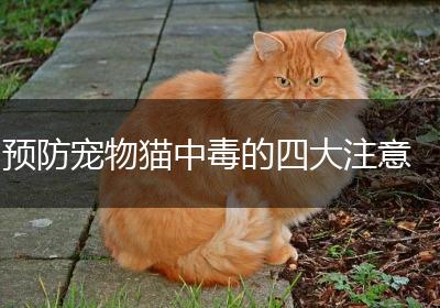 预防宠物猫中毒的四大注意