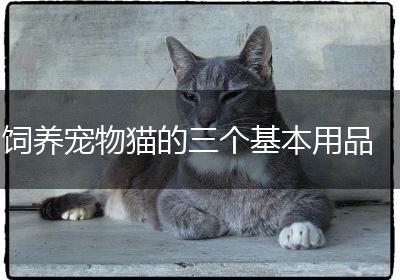 饲养宠物猫的三个基本用品