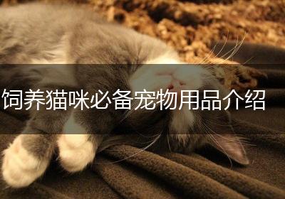 饲养猫咪必备宠物用品介绍