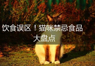 饮食误区！猫咪禁忌食品大盘点