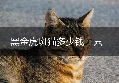 黑金虎斑猫多少钱一只