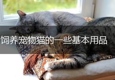 饲养宠物猫的一些基本用品