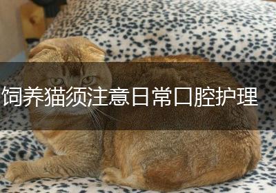 饲养猫须注意日常口腔护理