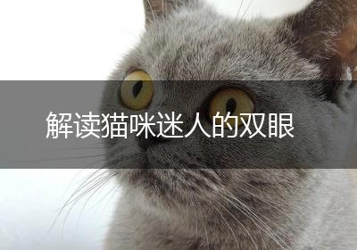 解读猫咪迷人的双眼