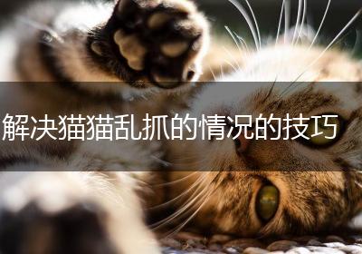 解决猫猫乱抓的情况的技巧