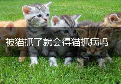 被猫抓了就会得猫抓病吗