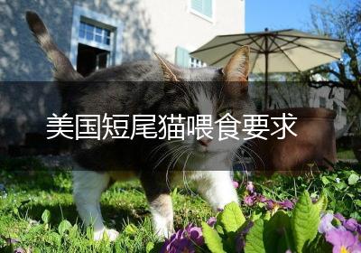 美国短尾猫喂食要求