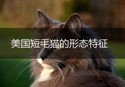 美国短毛猫的形态特征