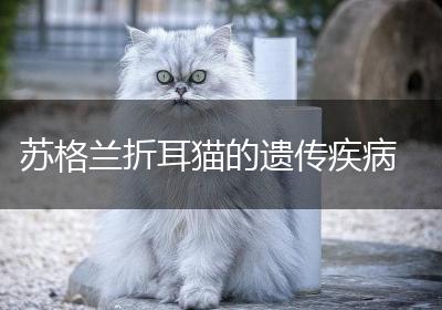 苏格兰折耳猫的遗传疾病