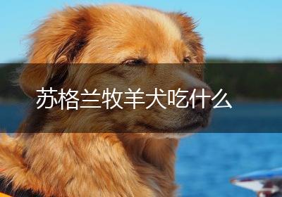 苏格兰牧羊犬吃什么