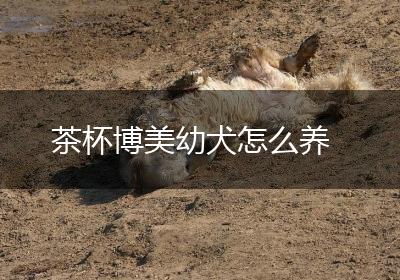 茶杯博美幼犬怎么养