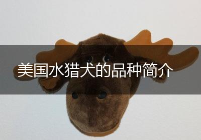 美国水猎犬的品种简介