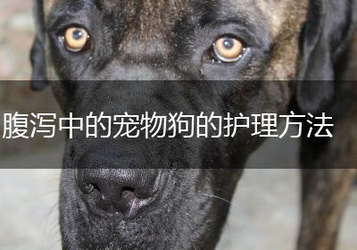 腹泻中的宠物狗的护理方法