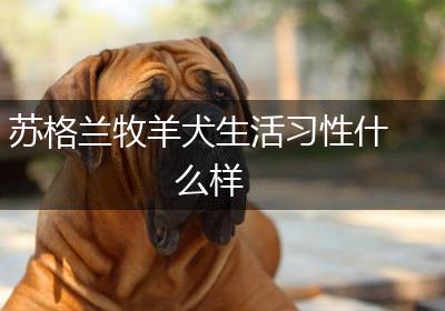 苏格兰牧羊犬生活习性什么样