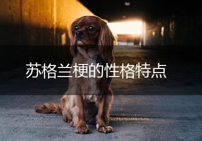苏格兰梗的性格特点