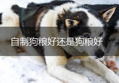 自制狗粮好还是狗粮好