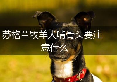 苏格兰牧羊犬啃骨头要注意什么